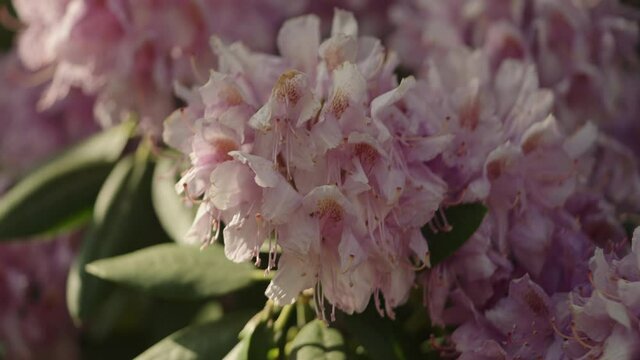 Slow motion pink azalea flowers in a garden