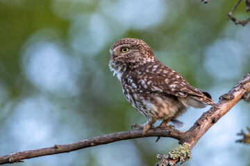 Steinkauz (Athene noctua)
