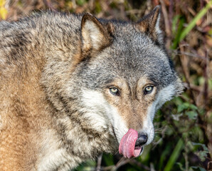 grey wolf portrait