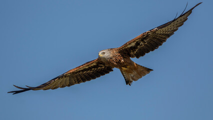 Rotmilan (Milvus milvus)