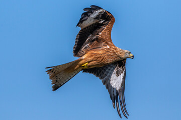 Rotmilan (Milvus milvus)