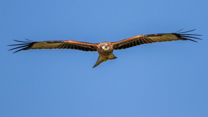 Rotmilan (Milvus milvus)
