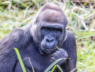 gorilla feeding
