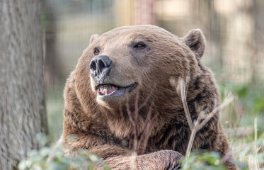 Obraz premium brown bear portrait