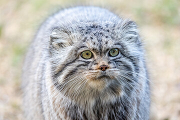 pallas cat