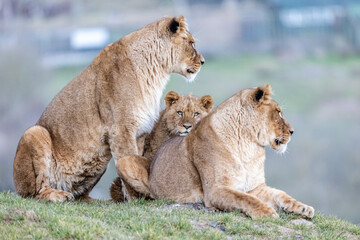 lion cub and lioness