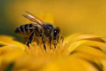 Bumblebee in the garden close-up. Cute beautiful flowers in the garden close-up. Selective small focus and nice bokeh. Fairytale world of plants. Nature green and vibrant petals.