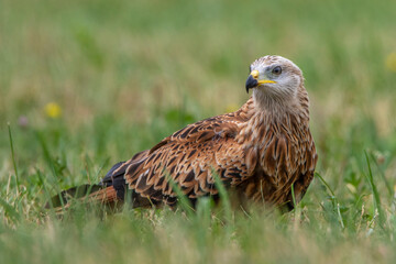 Rotmilan (Milvus milvus)