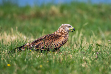 Rotmilan (Milvus milvus)