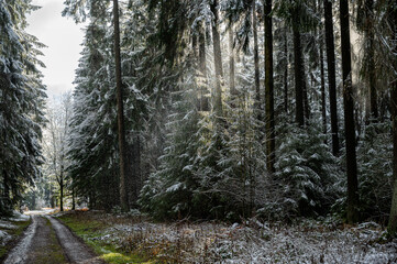 Waldweg im Odenwald