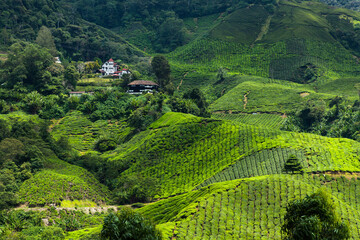 Fototapeta na wymiar Hills covered with tea plantations