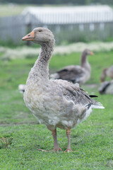 Gray beautiful geese in a pasture in the countryside walk on the green grass. Livestock farm birds. Animal breeding.
