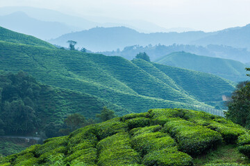 Hills planted with tea plantation in Cameron Highlands, Malaysia