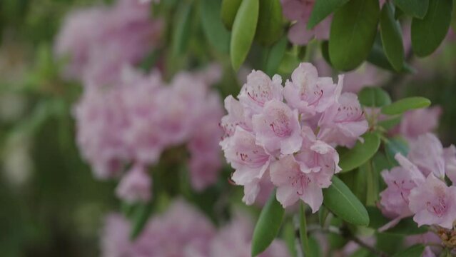 Slow motion pink azalea flowers in a garden
