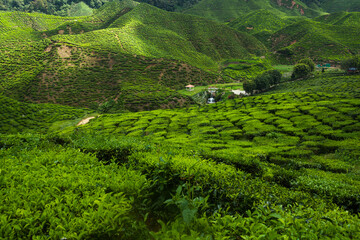tea farm in Cameron Highlands Malaysia