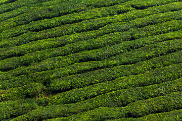 Tea plantation on malaysian highland