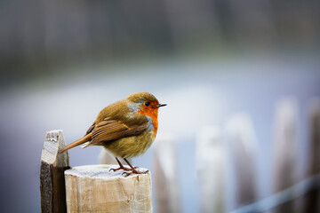 european robin perched (Erithacus Rubecula) bird wildflife