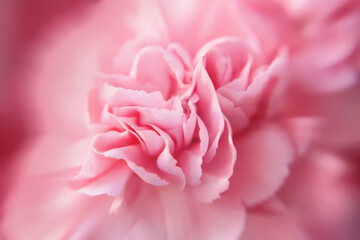 Abstract pink floral background, soft focus. Coral petals, close-up, selective focus.