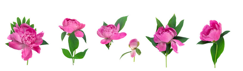 Fototapeta premium Peony flower set isolated on white background. Set flower. Postcard for congratulations or invitations.