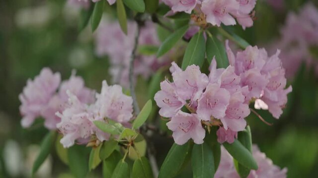 Slow motion pink azalea flowers in a garden