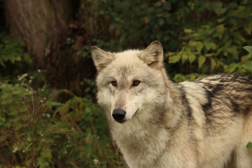 Female Grey Wolf