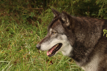 Head of a Black Wolf