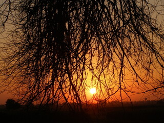 Leaves and branches of an old big tree silhouette at sunset