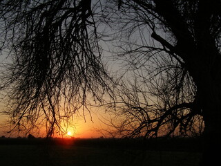Naklejka premium Leaves and branches of an old big tree silhouette at sunset