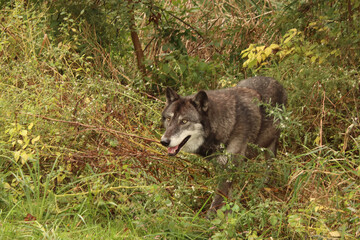 Leaving the Weeds