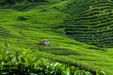 Beautiful landscape of tea plantation in Cameron Highlands