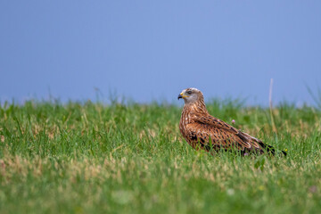 Rotmilan (Milvus milvus)