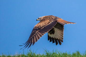Rotmilan (Milvus milvus)