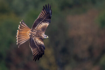 Rotmilan (Milvus milvus)