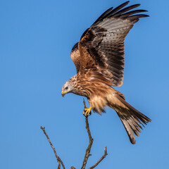 Rotmilan (Milvus milvus)