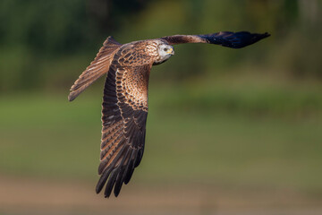 Rotmilan (Milvus milvus)