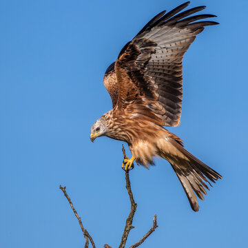 Rotmilan (Milvus milvus)