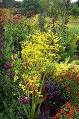 Vertical image of the bright yellow flowers of perennial golden lace (Patrinia scabiosifolia), also known as golden valerian, in a garden setting