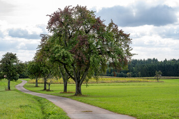 Fototapeta na wymiar Feldweg mit Steuobstbäumen