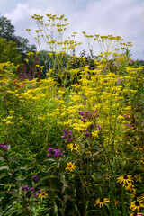 Obraz premium Vertical image of golden lace (Patrinia scabiosifolia), also known as golden valerian, with orange coneflower (Rudbeckia fulgida) and New York ironweed (Vernonia noveboracensis)
