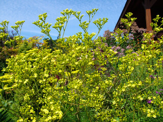 Horizontal image of the bright yellow flowers of perennial golden lace (Patrinia scabiosifolia),...