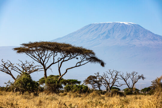 KENYA - AUGUST 16, 2018: Mt Kilimanjaro behind acacia tree in Amboseli National Park