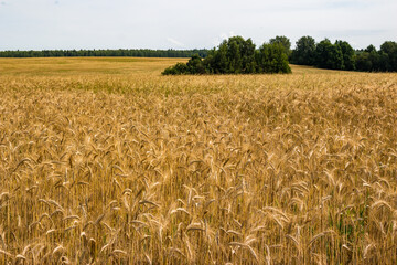 Endless picturesque cereal field in the countryside, rye harvest on the farm