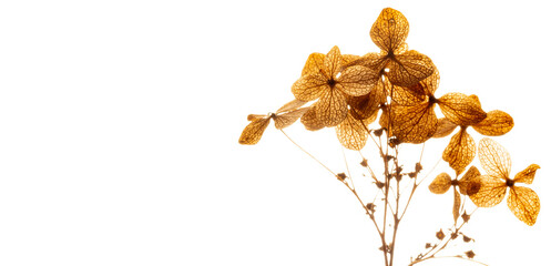 dry flowers hydrangea close up in the detail isolated on a white background