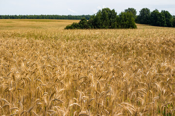 Endless picturesque cereal field in the countryside, rye harvest on the farm