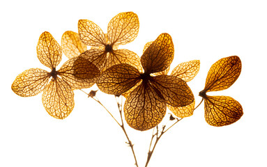 dry flowers hydrangea close up in the detail isolated on a white background