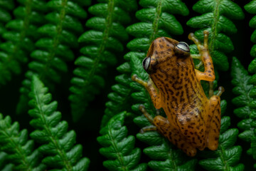 Top angle portrait of Uthaman's reed bush frog on fern leaves under diffused lighting