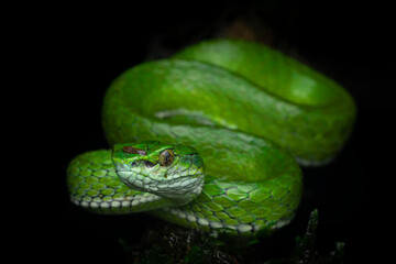 Professional portrait of large-scaled pit viper from Munnar, Kerala, India with a black background with diffused lighting and no glare