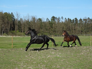 Obraz na płótnie Canvas black horse and bay horse 