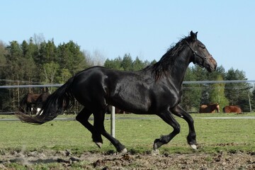 stunning black mare friese