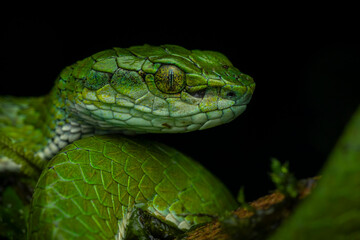 Professional portrait of large-scaled pit viper from Munnar, Kerala, India with a black background with diffused lighting and no glare
